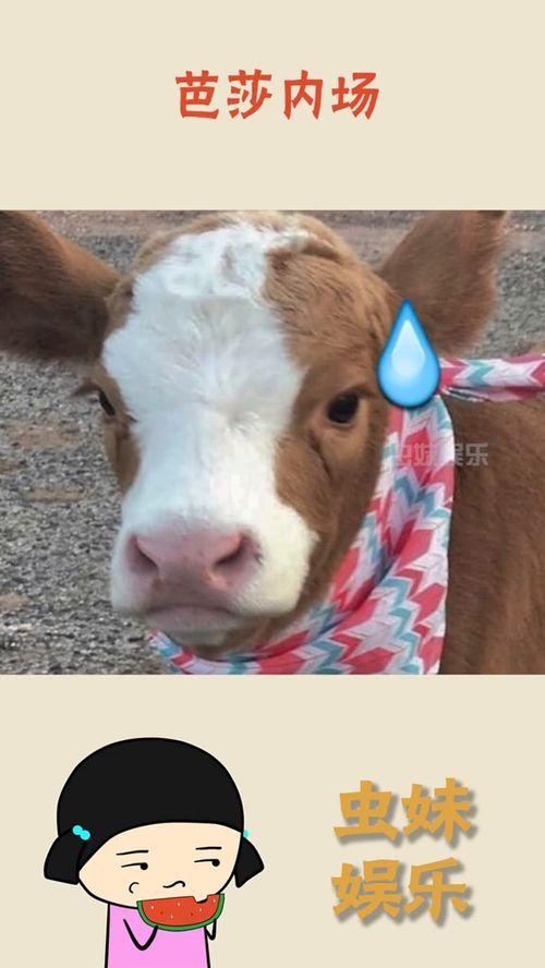 娛樂吃瓜醬忠犬,吃瓜醬的忠實(shí)伴侶